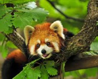 /album/allatok-/nikol-allatok-4-jpg/